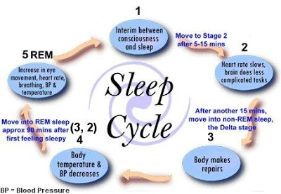 REM sleep cycle