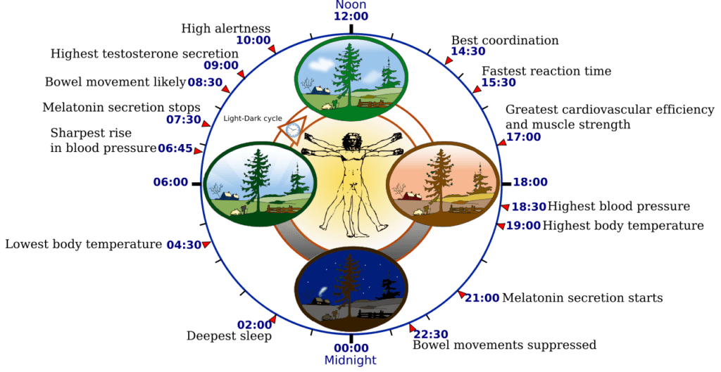 Important Facts to Know About Your Body Clock Bodyweight Secrets